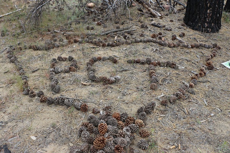 PCT Symbol made out of large pine cones at PCT campsite WRCS0287