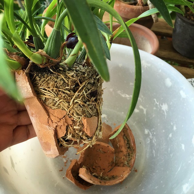 2016/05/29 transplant Maxillaria schunkeana 素焼き鉢を割る