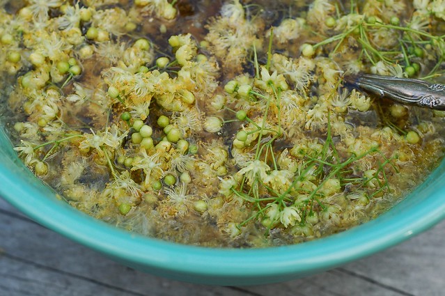 Making Linden flower-infused simple syrup by Eve Fox, the Garden of Eating, copyright 2016