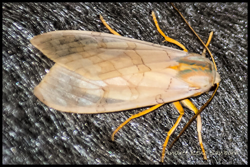 Banded Tussock Moth - Hodges#8203 (Halysidota tessellaris)