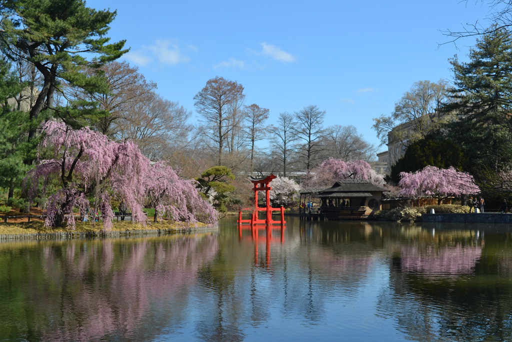 Japanese Hill And Pond Garden Cherry Trees Blooming In Bbg Flickr