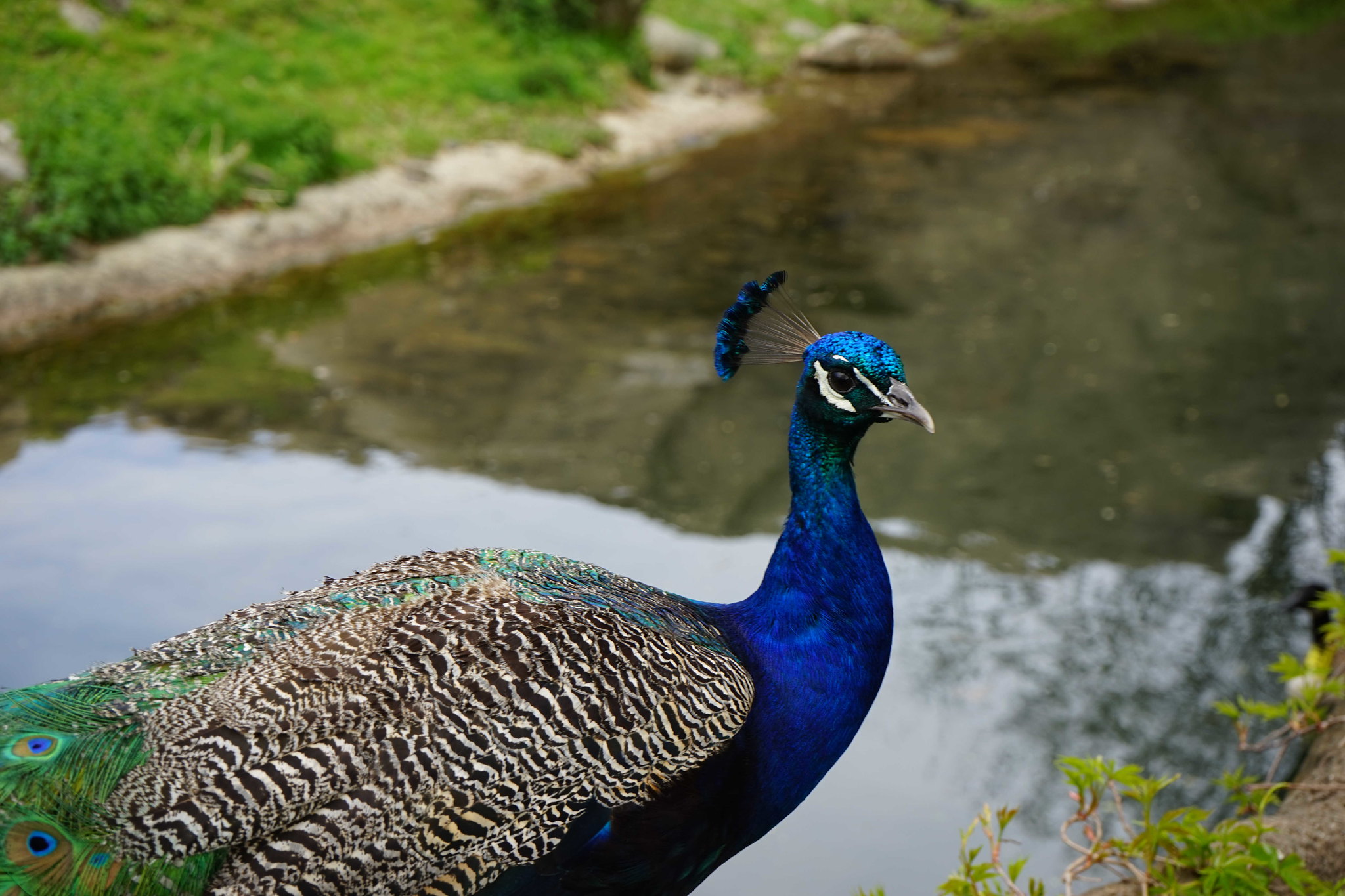The Bronx Zoo Peacock
