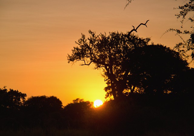 KRUGER: Persiguiendo leones. Morning Walk en Satara y atardecer en Olifants - Por el norte de SUDÁFRICA. Montañas, playas, fauna y sus gentes (1)