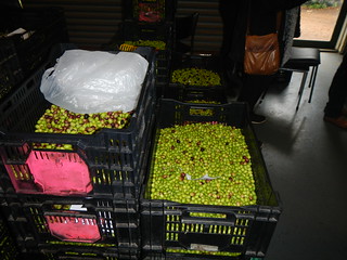 Olives waiting to be pressed
