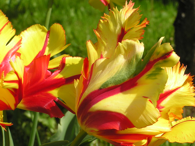 Tulipa 'Texas Flame'