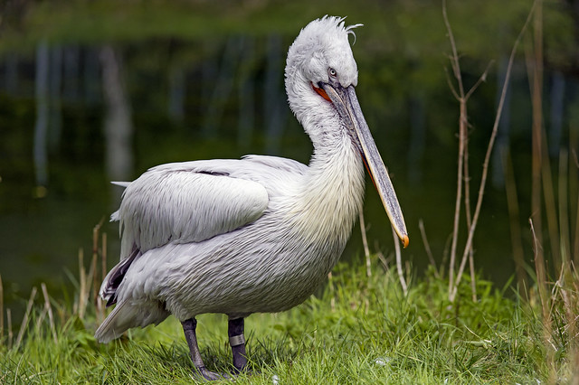 Pelican standing in the grass