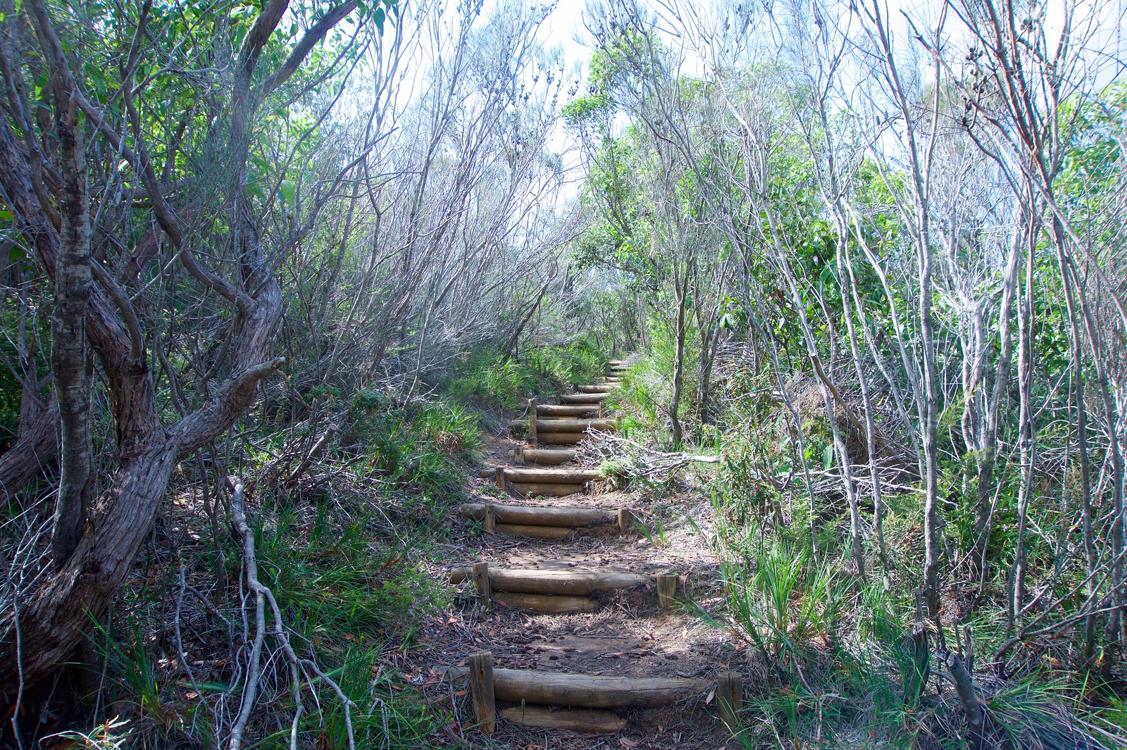 A beautiful stairway in Bouddi National Park