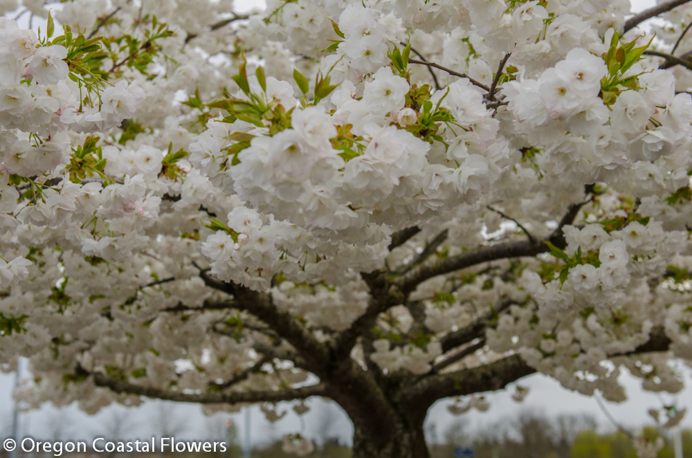 white blooming cherry trees