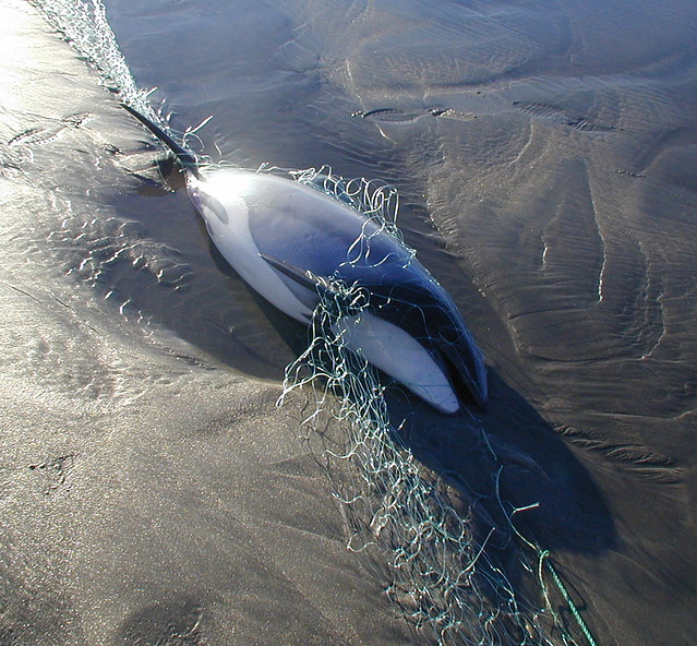 Dead Hectors dolphin caught in net
