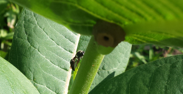 wasp walking up the milkweed stem while carrying a paralyzed caterpillar