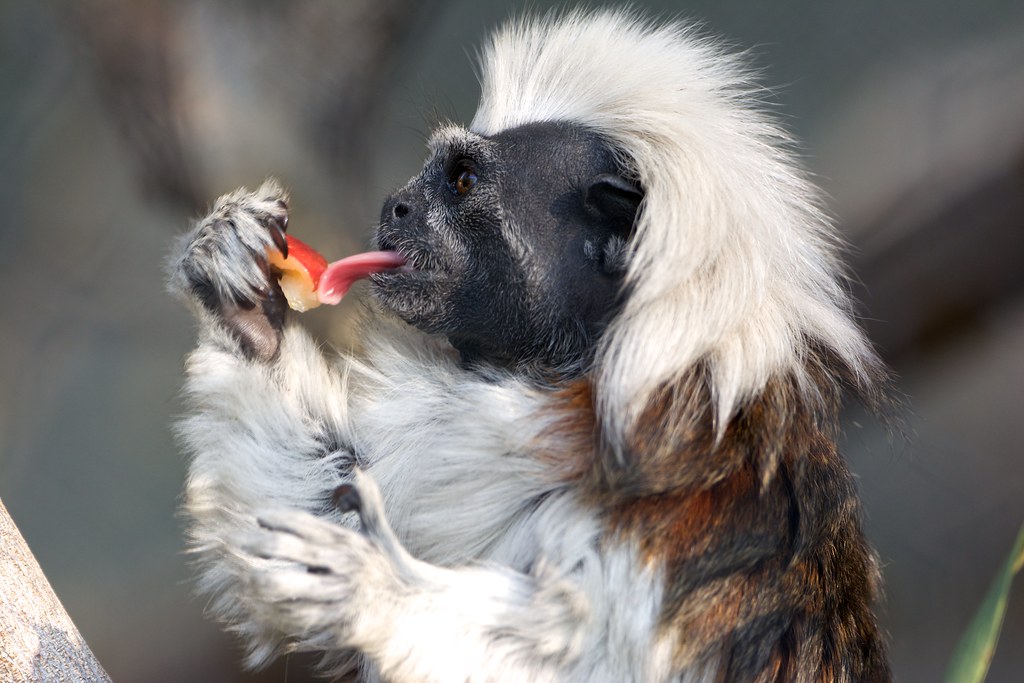 Cotton Topped Tamarin Diet For Diverticulitis