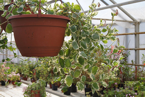 Pelargonium acetosum, variegated type