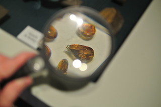Amber magnified