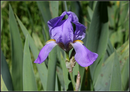 Iris pallida (2)
