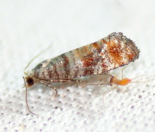 Nantucket Pine Tip Moth (Rhyacionia frustrana), 2882 | Flickr