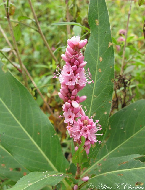 Persicaria lapathifolia (Nodding Smartweed) (