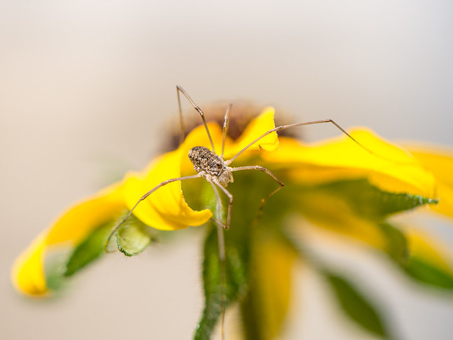 Harvestman spider on Black-eyed susan