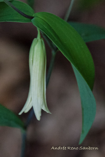 Sessile Bellwort (Wild Oats) (Uvularia sessilifolia)