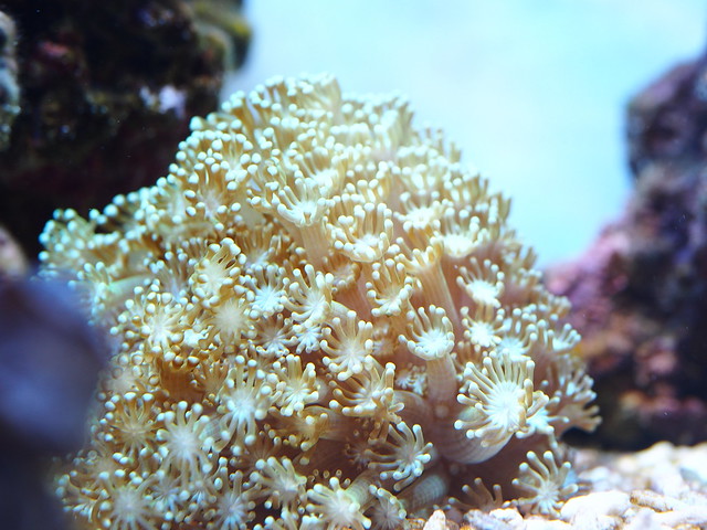 P7046201 石頭花珊瑚