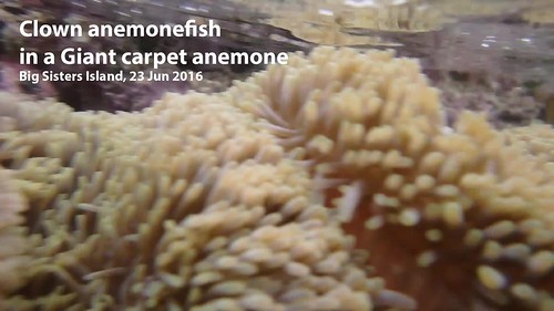 False clown anemonefish (Amphiprion ocellaris) in bleaching Giant carpet anemone (Stichodactyla gigantea)
