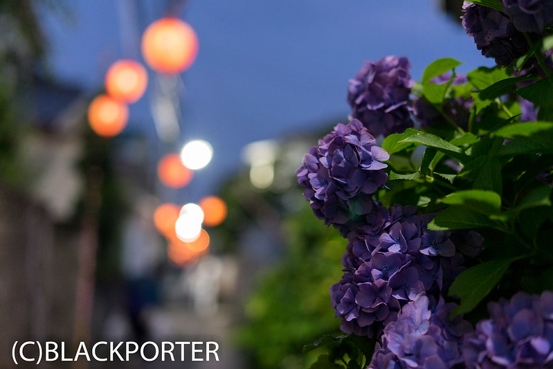 提灯と紫陽花