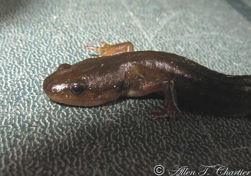 Ambystoma tigrinum (Tiger Salamander)