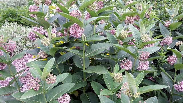 more than a dozen blooming milkweed plants close together