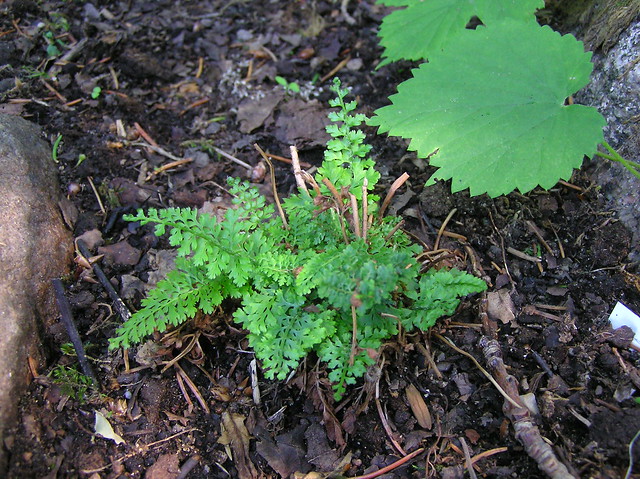 Polystichum setiferum 'Plumosum'