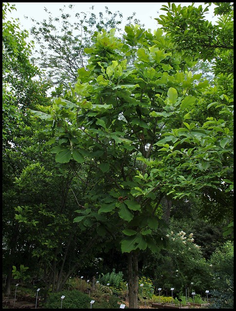 Magnolia macrophylla (1)