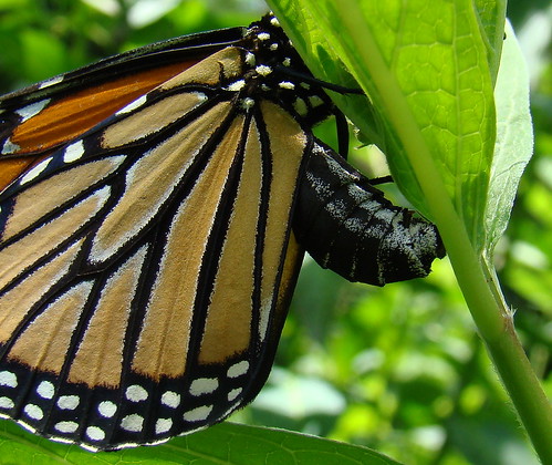 Monarch ovipositing