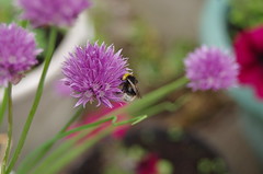 Bumble bee on chive, Milton Keynes, 17th June 2013