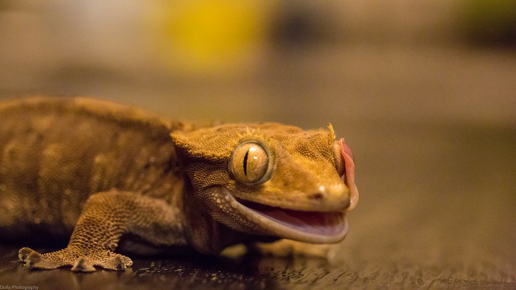 Image result for crested geckos