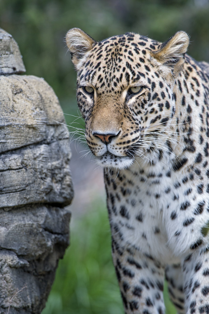 Male leopard besides the stone