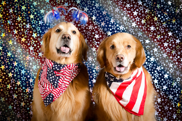 Patriotic Dogs