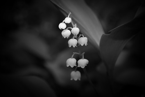 Lily of the Valley in black & white | Cyril Hanquez | Flickr