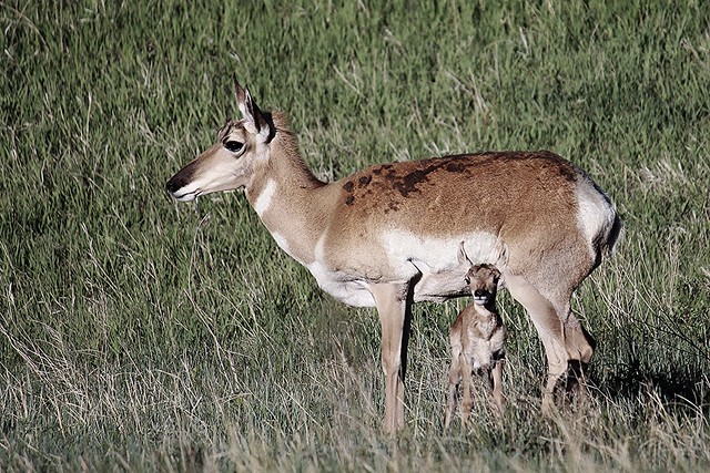 Mama and baby antelope