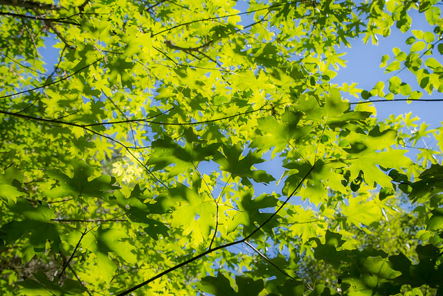 bright green leaves