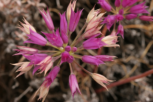 Allium acuminatum - Tapertip Onion