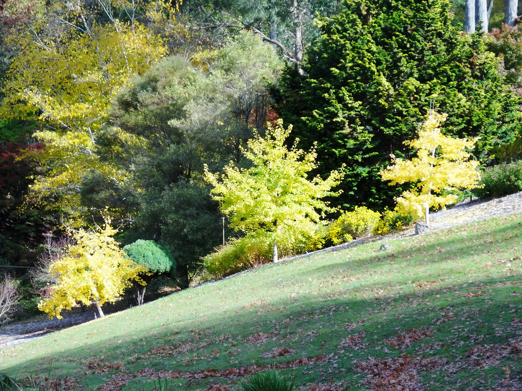 Mt Lofty Botanic Gardens Three Small Gingko Trees Flickr