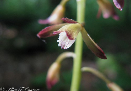 Amplectrum hyemale (Puttyroot)