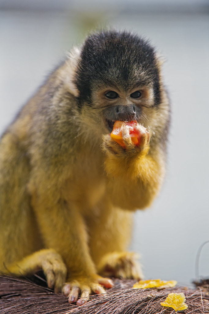 Squirrel monkey eating a fruit