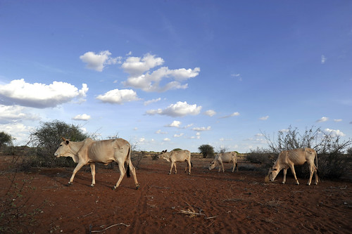 Cattle on the outskirts of Wajir, northern Kenya