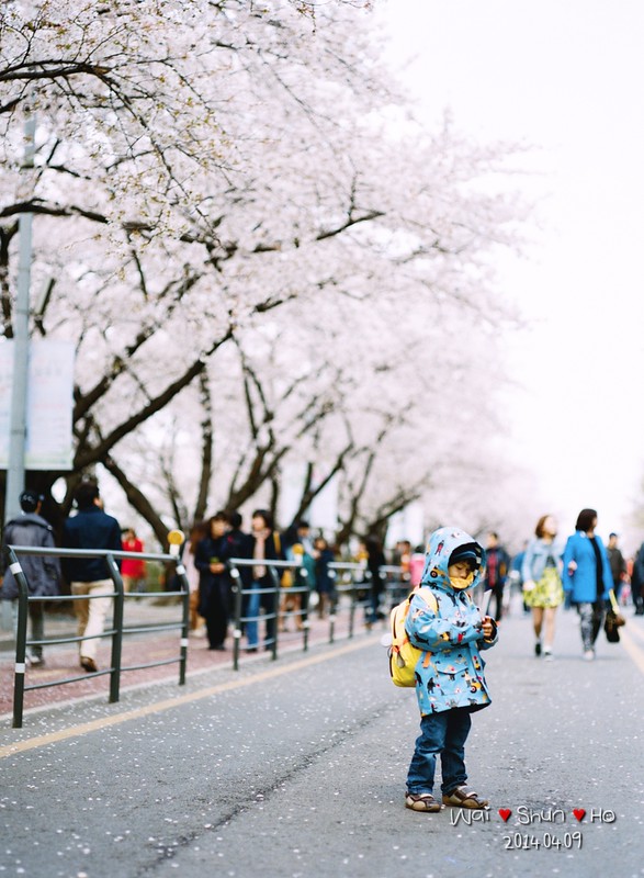 Sakura walk
