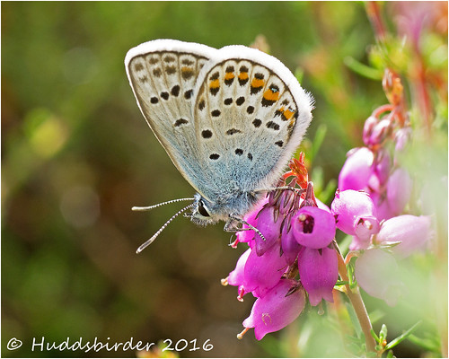 Silver Studded Blue Male