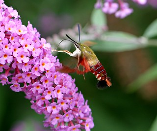What is this? | I went to a butterfly bush that had lots of … | Flickr