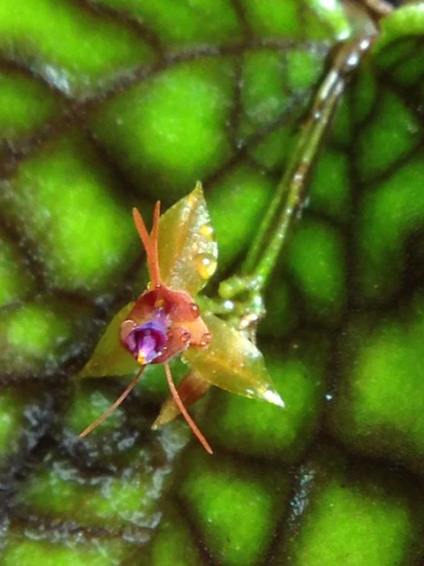 First Lepanthes calodictyon flower!