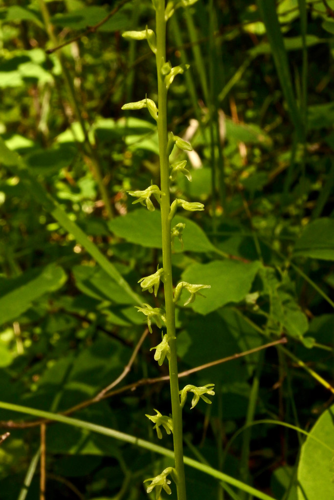 Alaska rein orchid, slender-spire orchid