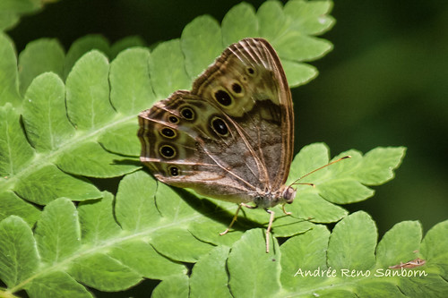 Northern Pearly-Eye (Lethe anthedon)