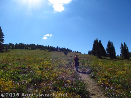 Not long after entering the meadows on the Face Trail up Table Mountain, Jedediah Smith Wilderness and Grand Teton National Park, Wyoming