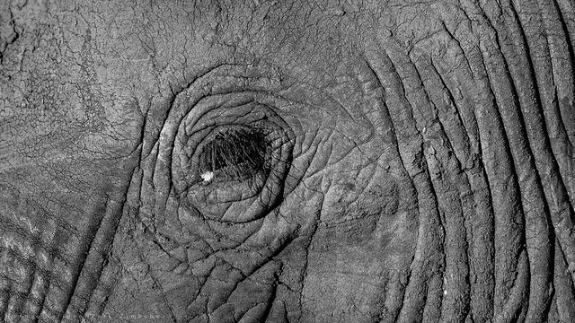 Elephant's Eye View